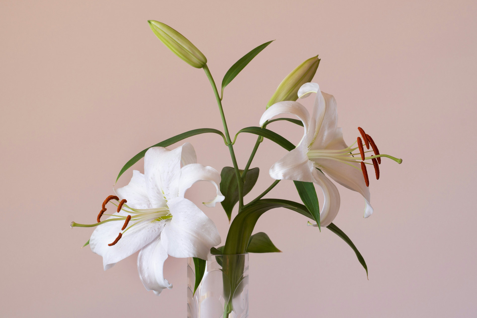 A single white lily resting in soft natural light