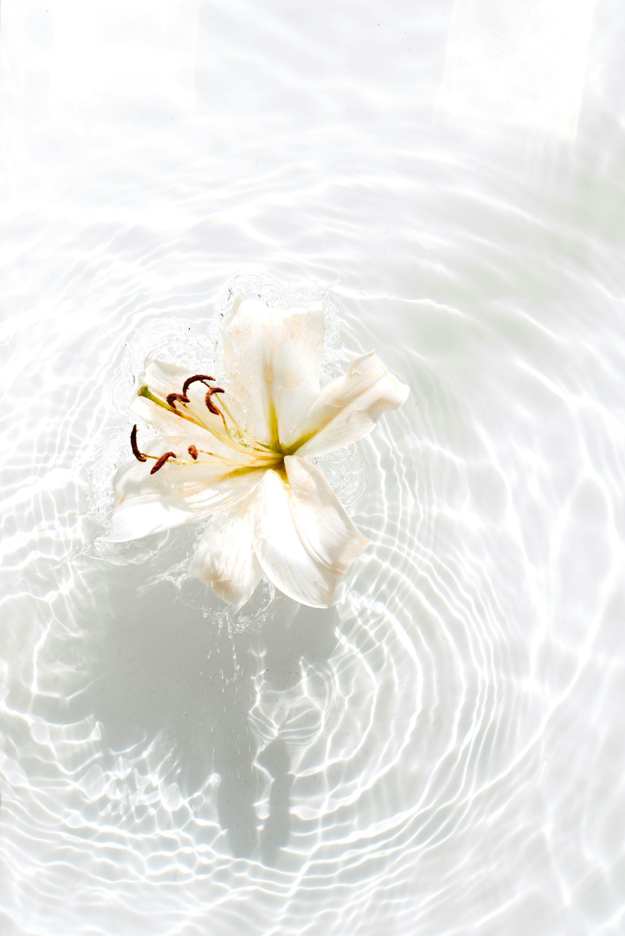 A single white lily floating on still, sunlit water